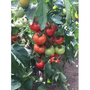 Tomate Moldoveanu F1 100 sem - Img 2