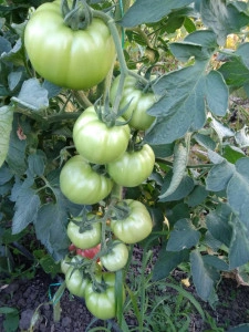 Tomate Pink Lord F1 100 sem - Img 2