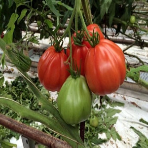 Tomate Rugantino F1 100 sem