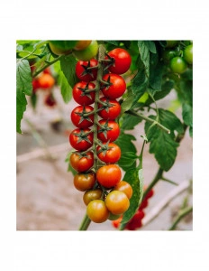 Tomate Shiren F1 100 sem
