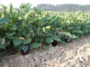 Vinete nr 12 bulgaresti 50 g