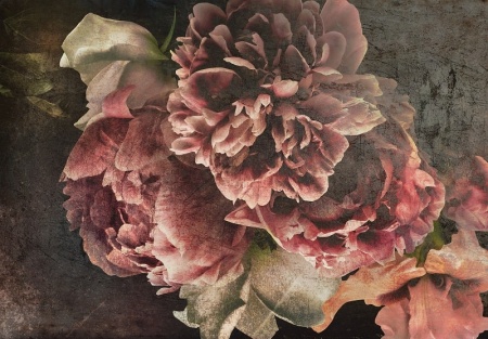 Peonies on concrete Wall Mural - 14568