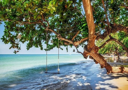 Cradle on a beach tree - 11850