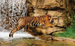 Hunting tiger, wall murals of predators in action - 1963 - Img 1