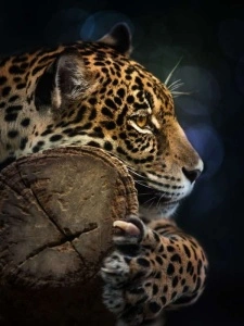 Panthera close up wall mural - 11892A