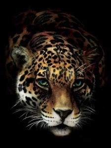 Wild panthera, animals wall posters - 10148A