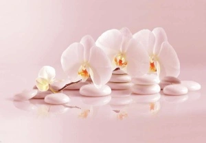 Gentle orchids and stones wall mural - 11406