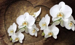 Love message with orchids wallpaper -1014