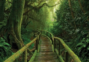 A path among the trees Wall Mural - 14569 - Img 1