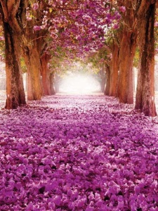 Blossomed cherry tree path - 10236A - Img 1