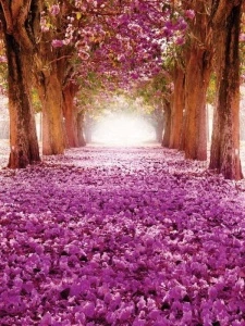 Blossomed cherry tree path - 10236A