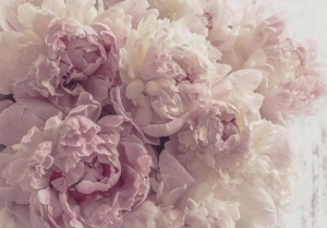 Peonies wall mural - 13818