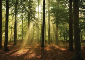 Sunbeams in the forest wall mural - 10331 - Img 1