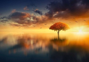 Enchanted tree in the middle of a lake wallpaper - 13003 - Img 1