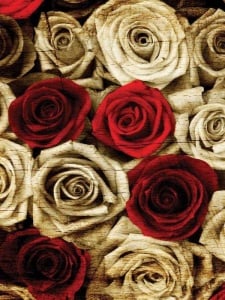 Red and white roses photowall - 3101A