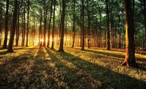 Sun beams breaking through the forest - 2226
