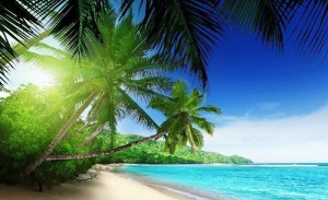 Green palms on a far-away beach, relaxing image - 736 - Img 1