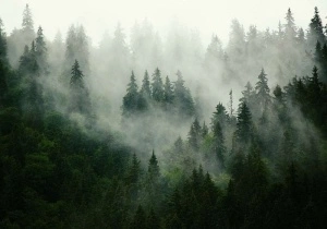 Misty forest wallpaper - 13026