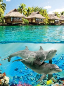 Under the water wall poster, dolphins - 3193A