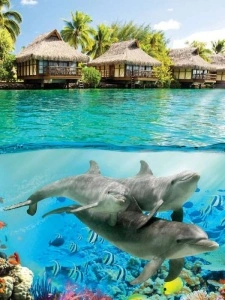 Under the water wall poster, dolphins - 3193A