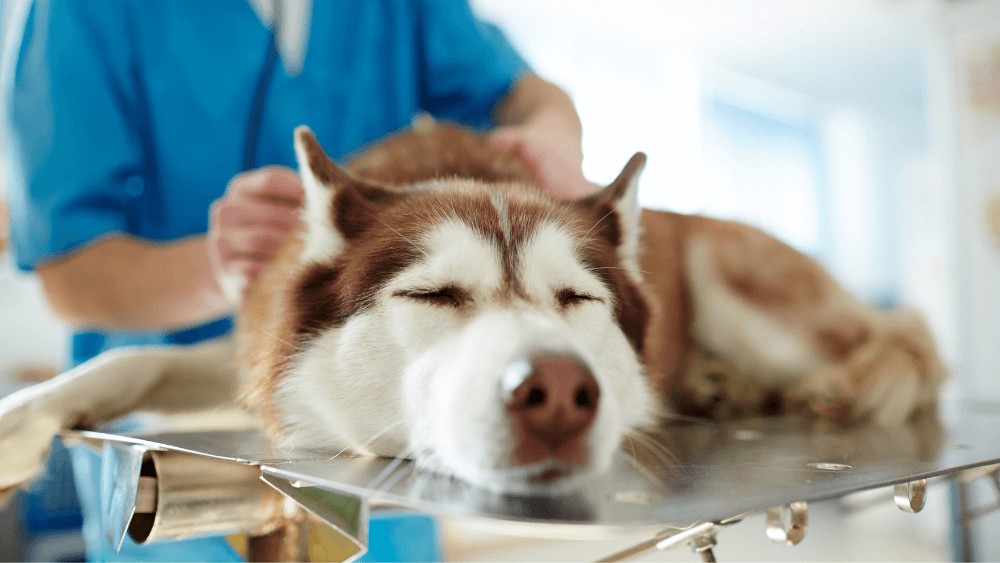 Cum să îți ajuți animalul de companie să se adapteze după o operație sau după o afecțiune medicală
