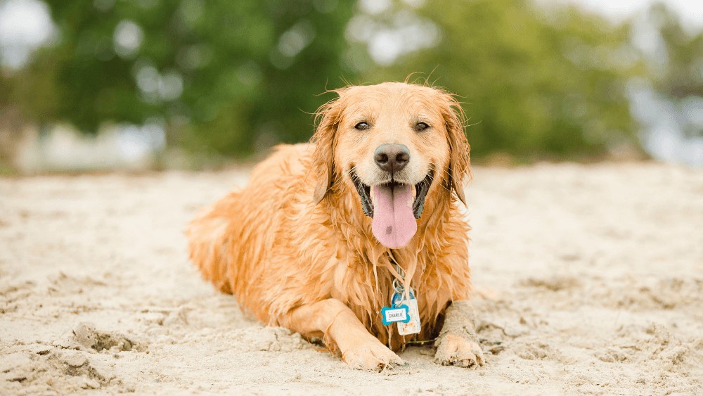 5 produse și accesorii de care animalul tău are nevoie în aceasta vară