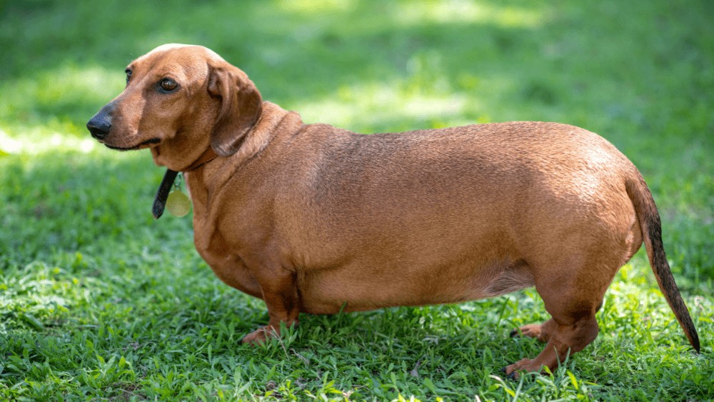 Cum recunoști semnele de obezitate la câini și ce poți face