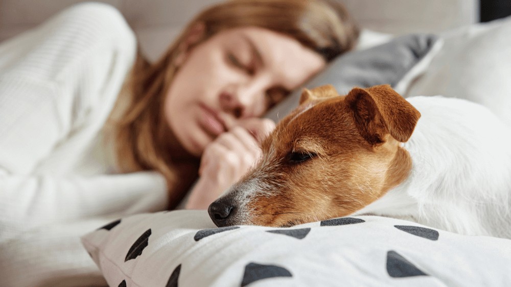 Este bine să dormi cu animalul în pat? Care sunt avantajele și dezavantajele