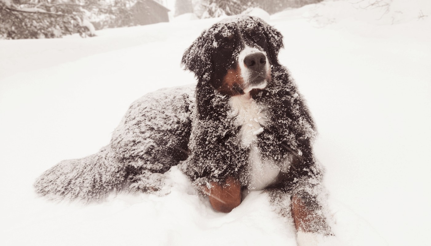 Cum faci plimbările de iarnă sigure și plăcute pentru câinele tău