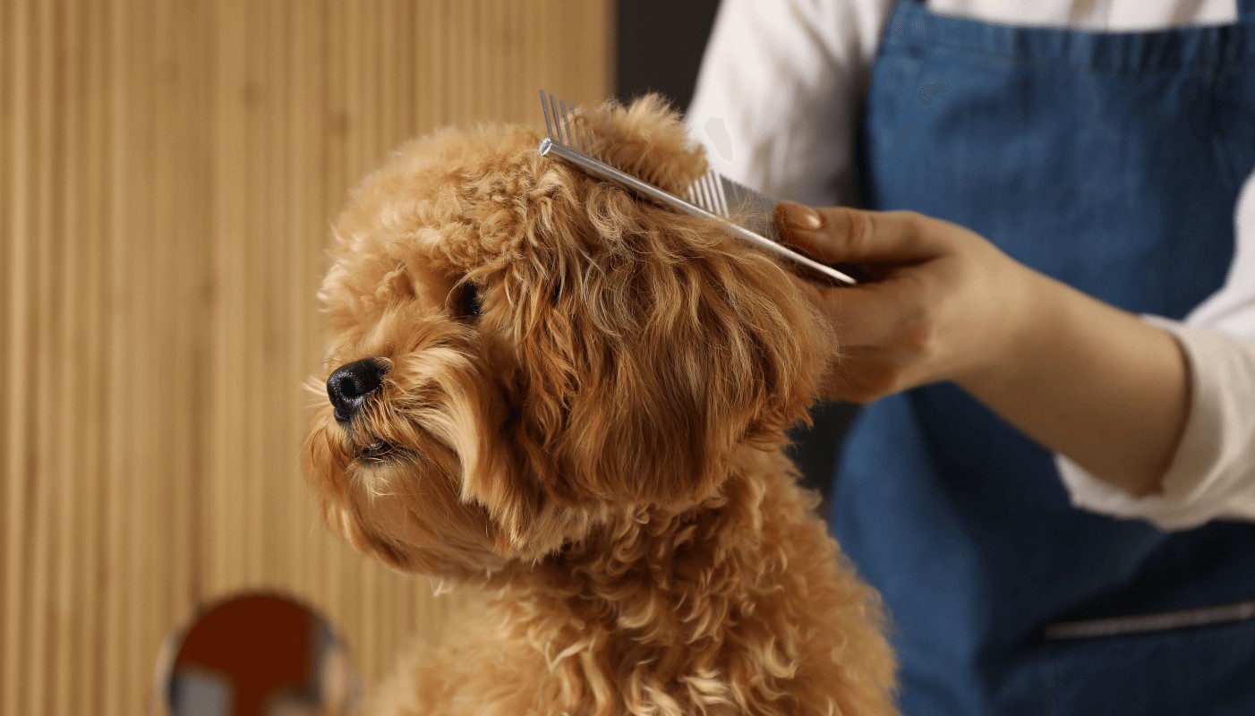 Cum să ai grijă de blana câinelui pe timp de iarnă