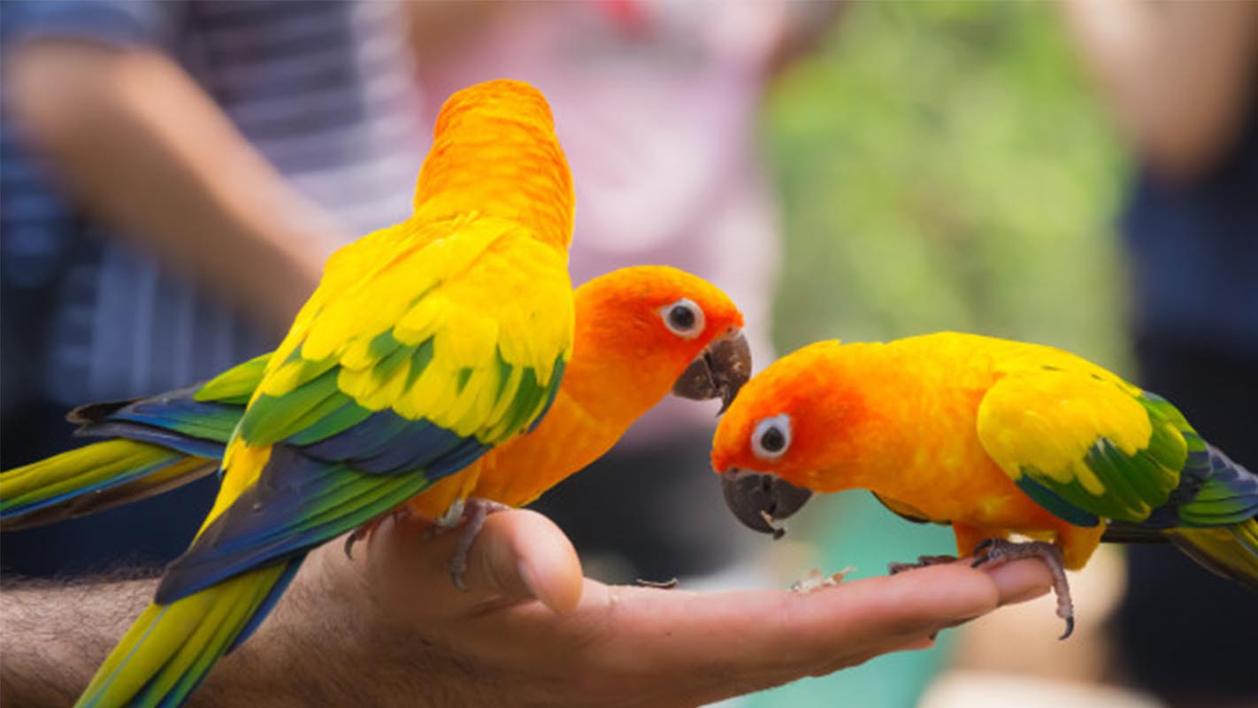 Ce trebuie să știi atunci când decizi că vrei un papagal