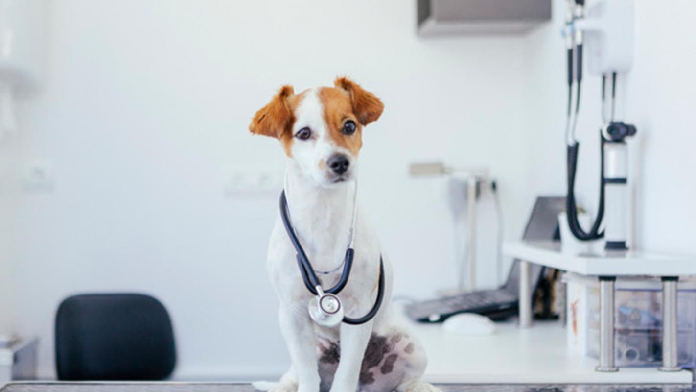 Întrebări frecvente pentru medicii veterinari