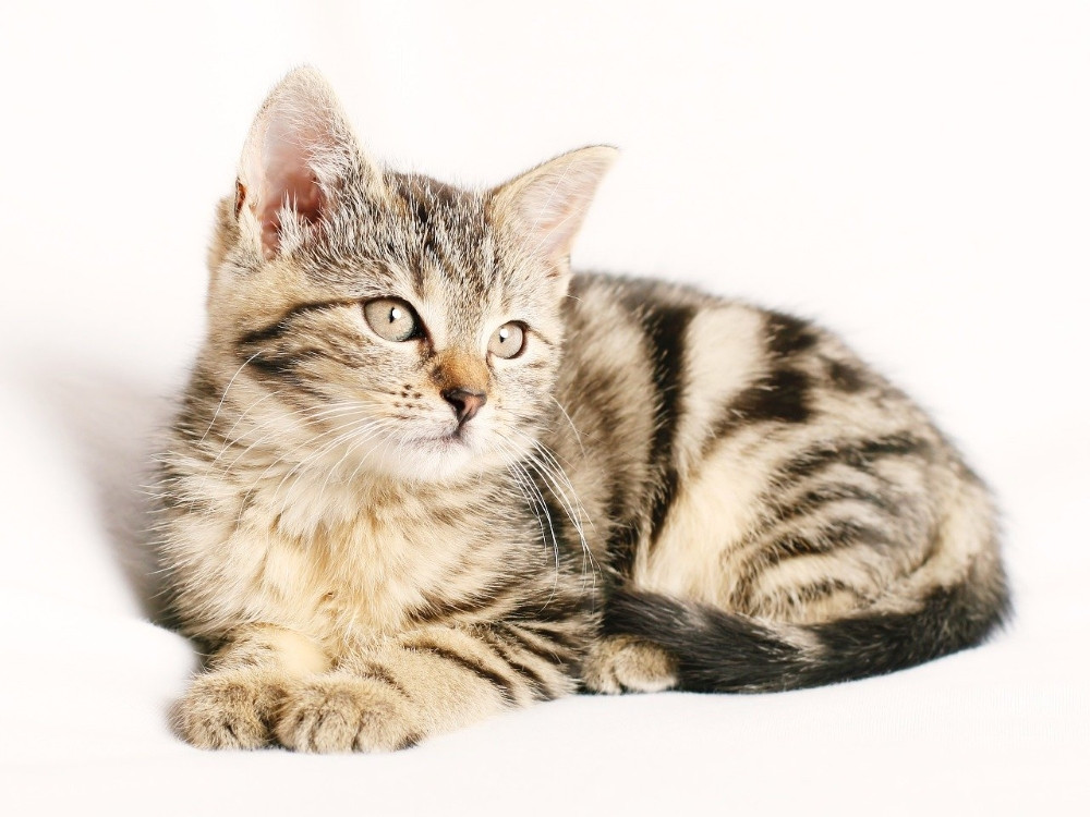 Top 10 rase de pisici pentru familiile cu copii