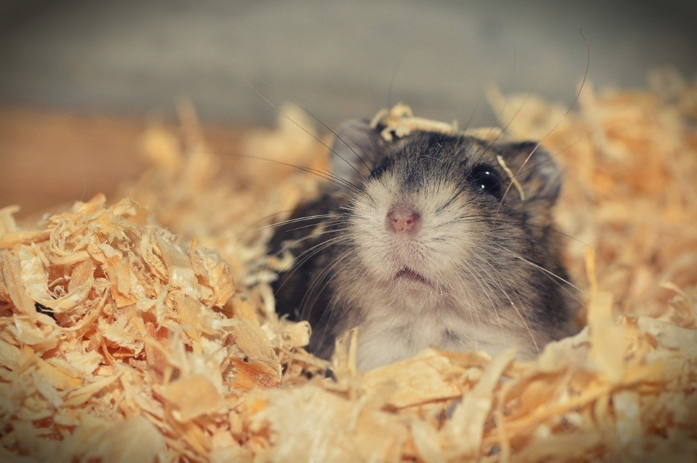 Ingrijirea hamsterilor - sfaturi pentru un hamster sanatos