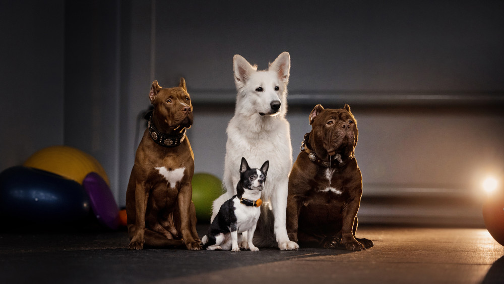 9 dintre cele mai frumoase rase de câini în funcție de talie