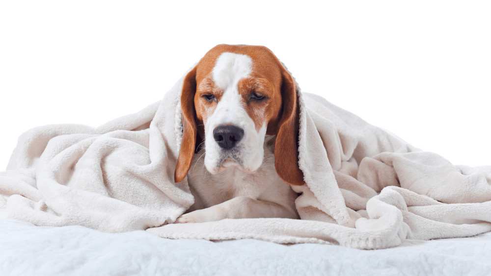Problemele digestive la câini - cauze, simptome și prevenție