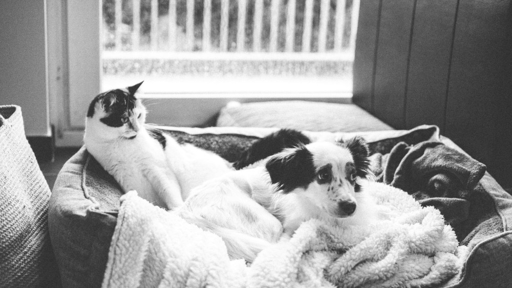 7 greșeli pe care le fac proprietarii animalelor de companie și care le pot pune viața în pericol patrupedelor