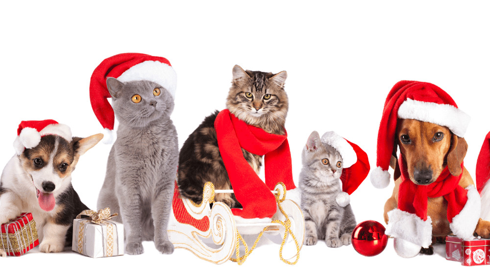 Idei de cadouri festive pentru animalele de companie