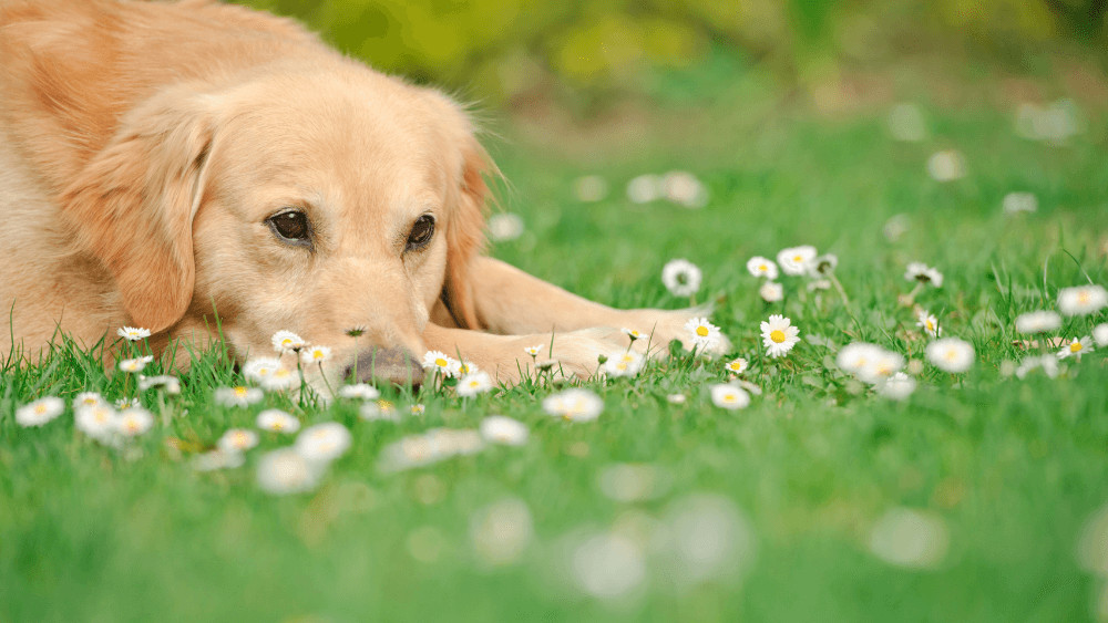Pericolele primăverii pentru animalele de companie - care sunt măsurile de protecție necesare