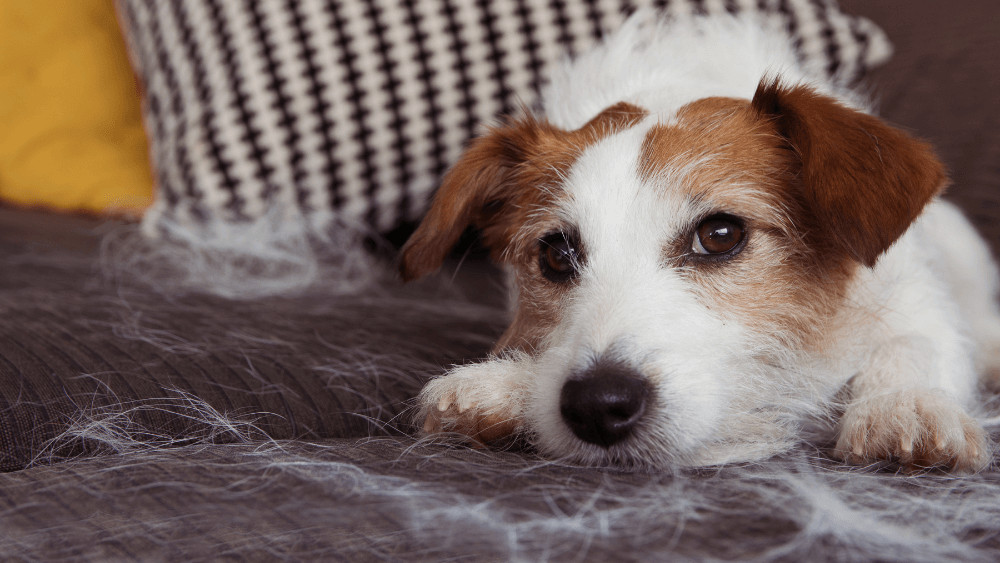 Năpârlirea animalelor de companie - Ce trebuie să știi și cum să o gestionezi