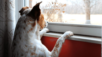 Cum să alegi pet sitter-ul perfect