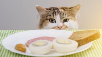 9 alimente periculoase pentru pisici