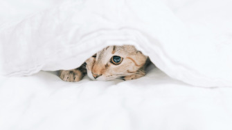 5 moduri prin care îți poți calma pisica în situații stresante