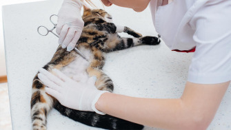 Importanța hranei pentru pisici sterilizate