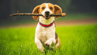 Cum contribuie joaca la dezvoltarea animalelor de companie