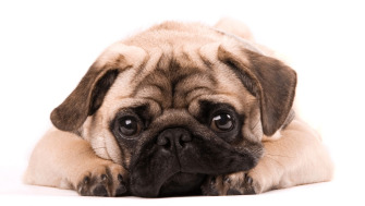 Cum recunoști și cum gestionezi gelozia animalelor de companie