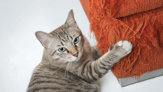 Pisica ta zgârie mobilierul? Iată 4 moduri pentru a o dezobișnui de acest obicei