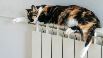 Top 5 produse și accesorii de toamnă pentru pisica ta