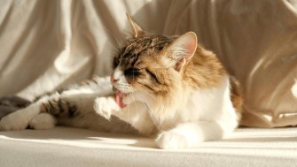 De ce se ling pisicile excesiv?