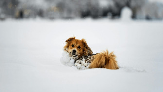 Cum îți ajuți patrupedul să facă față temperaturilor scăzute